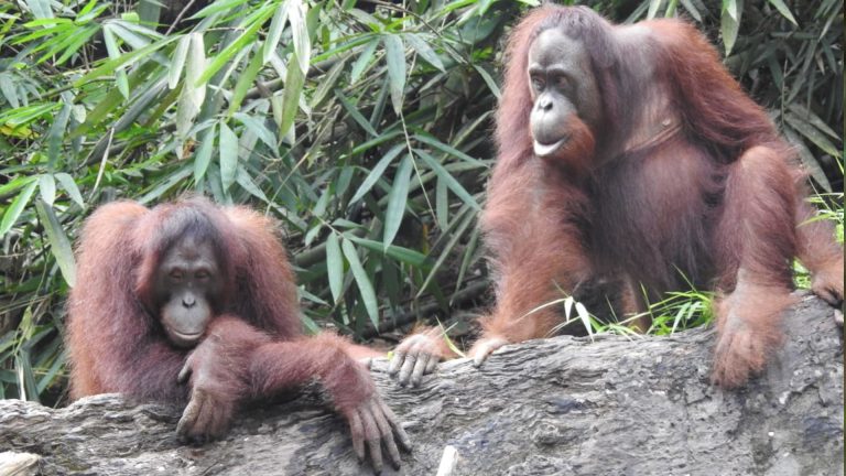 Zwei ausgewilderte Orang-Utans im Regenwald