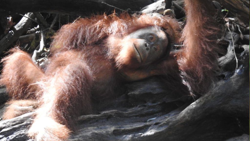 Orang-Utan liegt auf Baumstamm