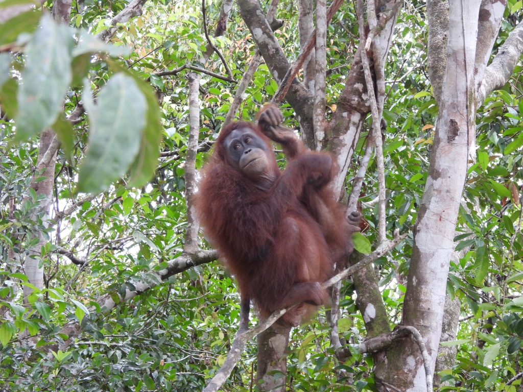 Schwangeres Orang-Utan Weibchen Malia auf Vorauswilderungsinsel