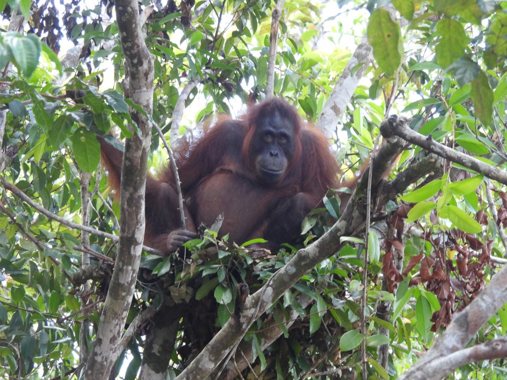 Schwangeres Orang-Utan Weibchen Malia auf Vorauswilderungsinsel