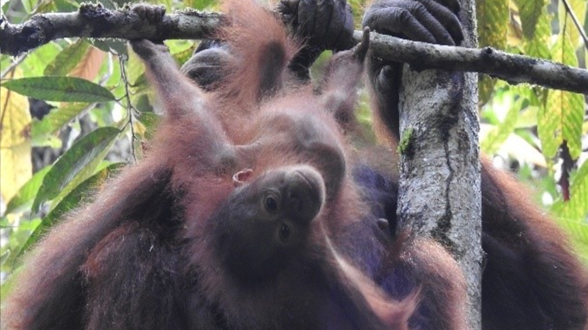 Orang-Utan Mutter und Kind im Regenwald