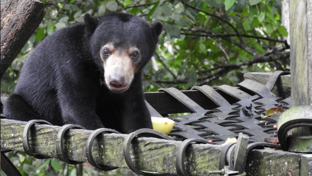 Malaienbär im BOS Rettungszentrum Samboja Lestari