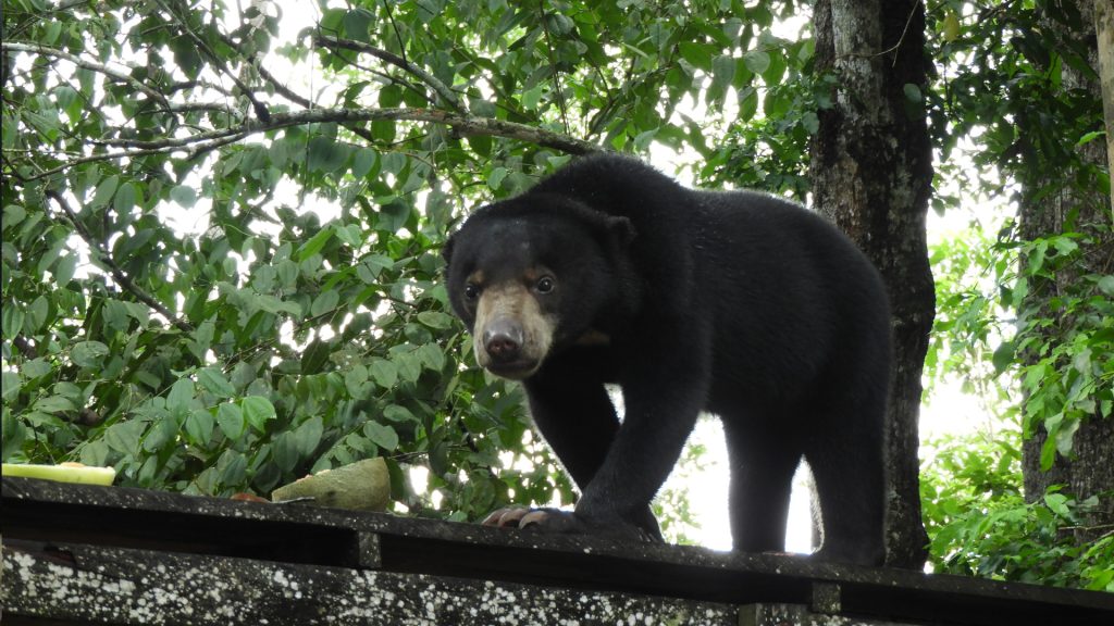 Malaienbär im BOS Rettungszentrum Samboja Lestari