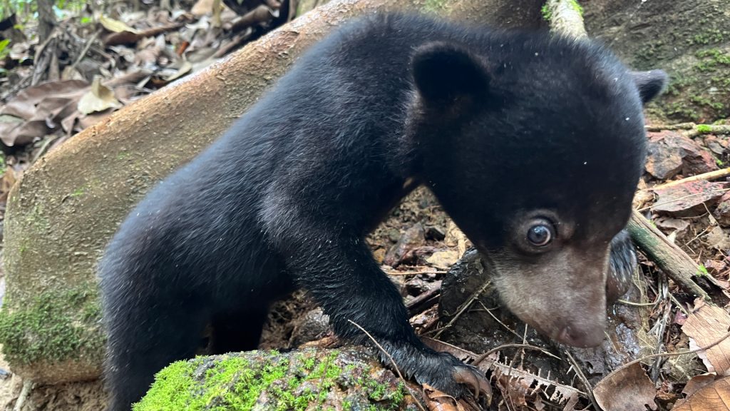 Malaienbär Baby im BOS Rettungszentrum Samboja Lestari