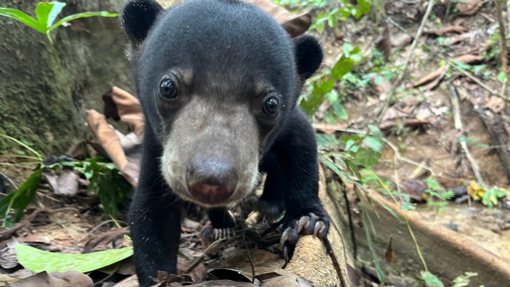 Malaienbär Baby im BOS Rettungszentrum Samboja Lestari