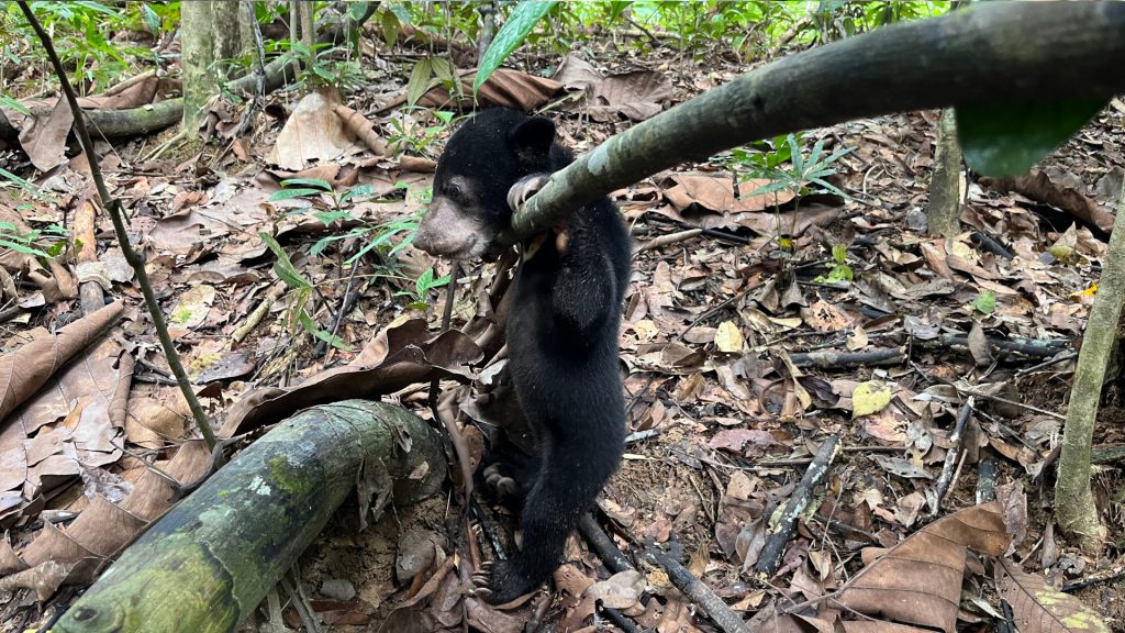 Malaienbär Baby im BOS Rettungszentrum Samboja Lestari