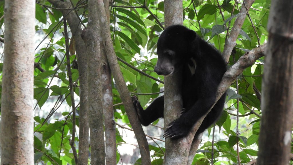 Malaienbär Baby im BOS Rettungszentrum Samboja Lestari