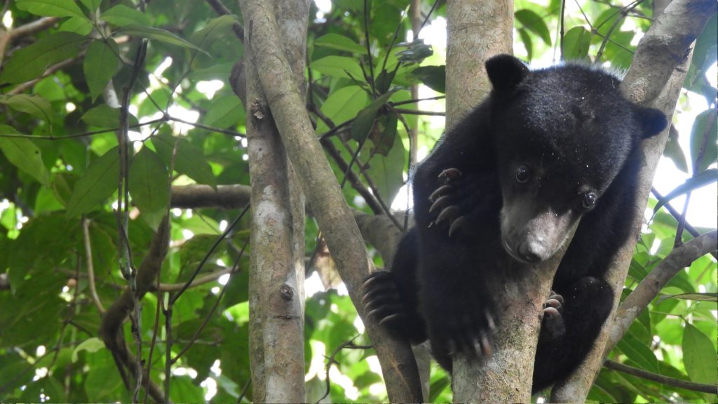 Malaienbär Baby im BOS Rettungszentrum Samboja Lestari