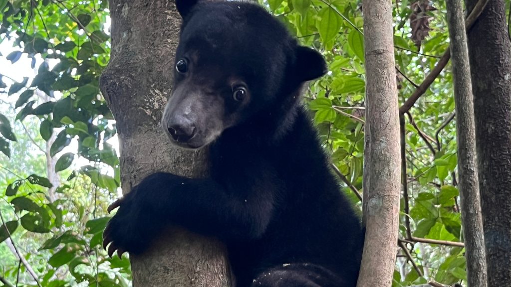 Malaienbär Baby im BOS Rettungszentrum Samboja Lestari