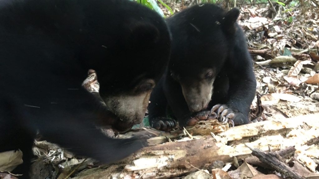 Malaienbär Babys im BOS Rettungszentrum Samboja Lestari