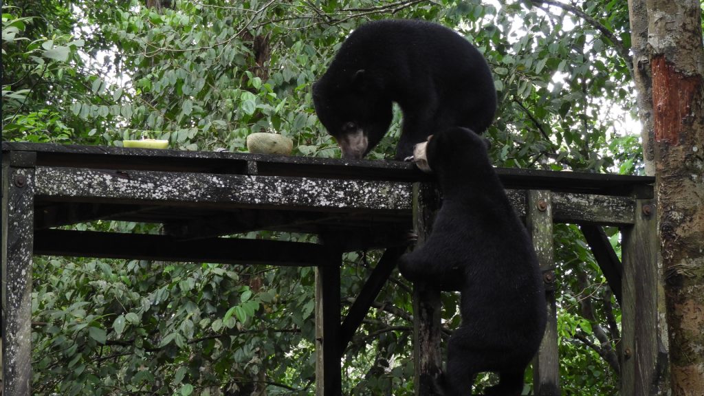 Malaienbären im BOS Rettungszentrum Samboja Lestari