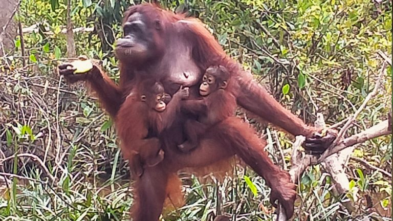 Orang-Utan-Mutter Du mit ihrem Sohn Dai und Adoptivtochter Dumel auf BOS-Vorauswilderungsinsel