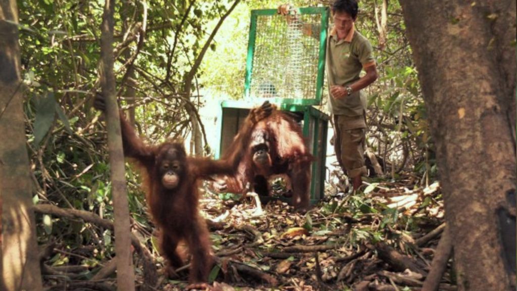 Vorauswilderung Orang-Utan Mutter mit Kind