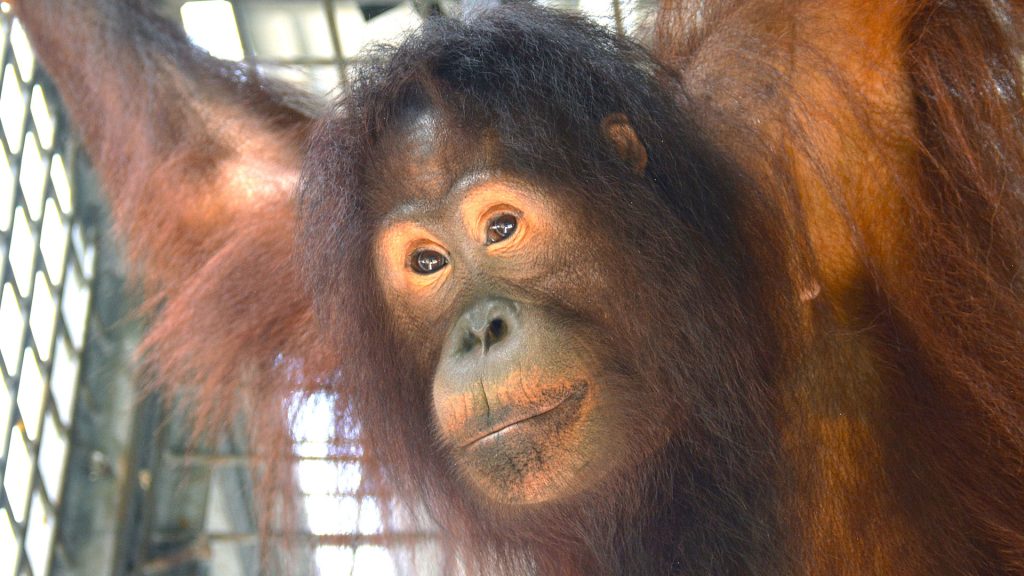 Orang-Utan