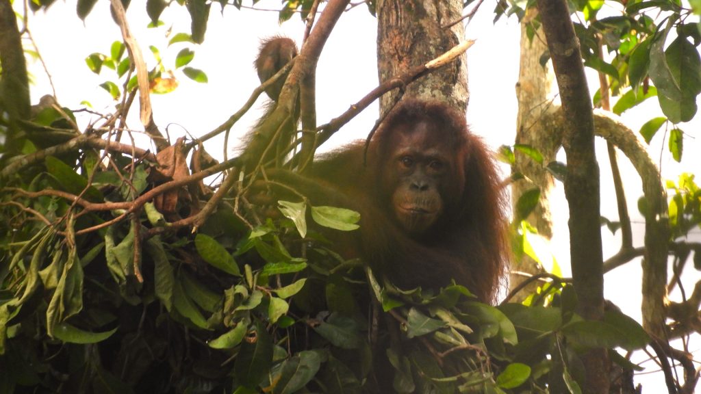 Orang-Utan in Schlafnest