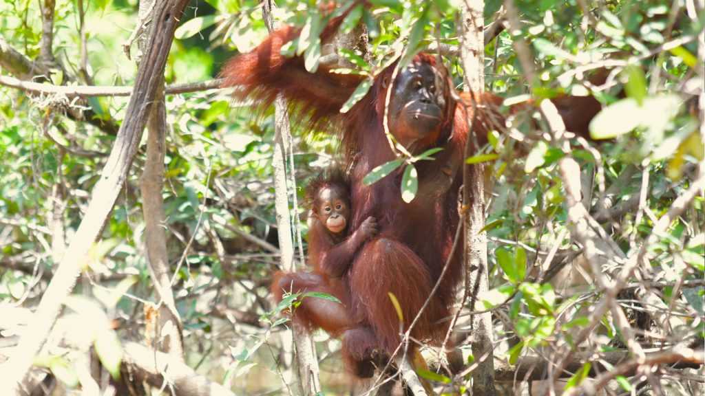 Orang-Utan-Mutter Melata mit Tochter Dumel auf Vorauswilderungsinsel