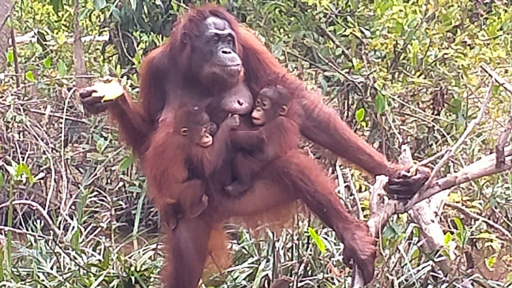 Orang-Utan-Mutter Du mit ihrem Sohn Dai und Adoptivtochter Dumel auf BOS-Vorauswilderungsinsel