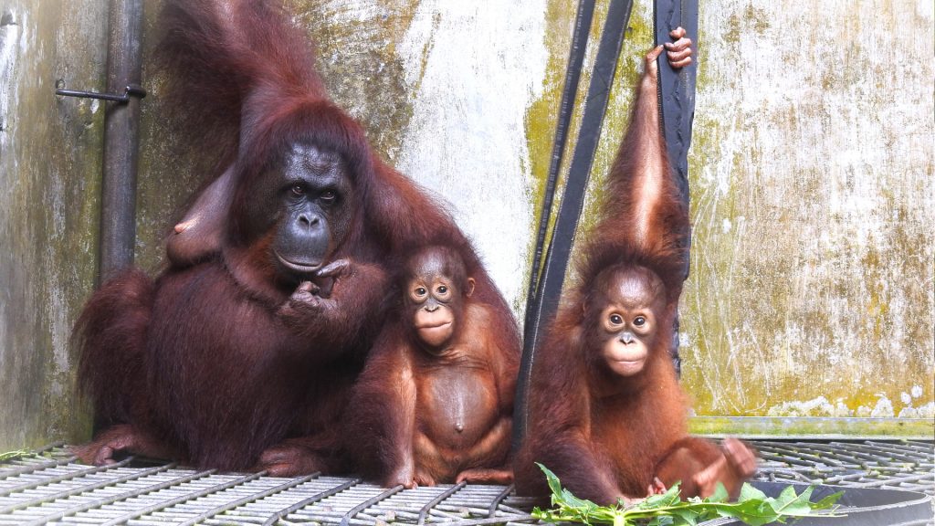 Orang-Utan-Mutter Du mit ihrem Sohn Dai und Adoptivtochter Dumel