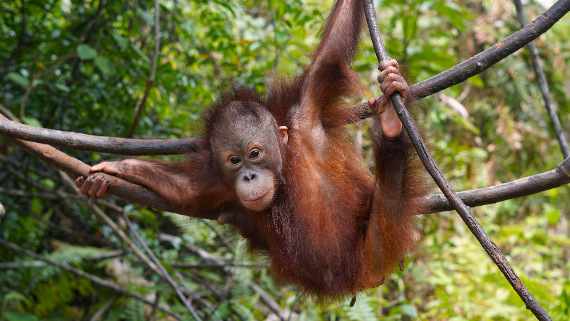 Orang-Utan-Junge Galaksi in der BOS Waldschule