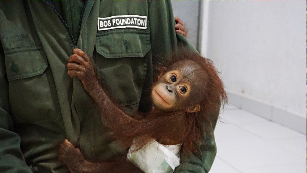 Orang-Utan-Junge Galaksi kurz nach seiner Rettung im BOS Schutzzentrum