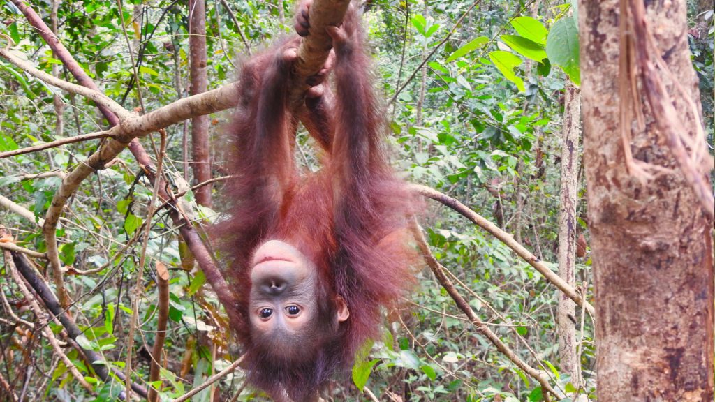 Orang-Utan-Junge Galaksi in der BOS Waldschule