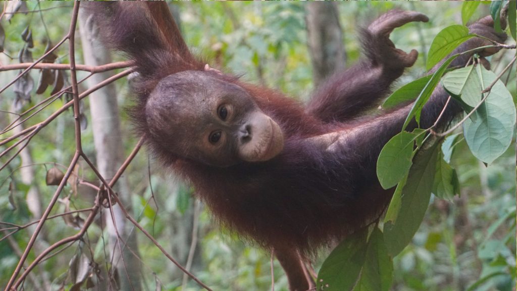 Orang-Utan-Junge Galaksi in der BOS Waldschule