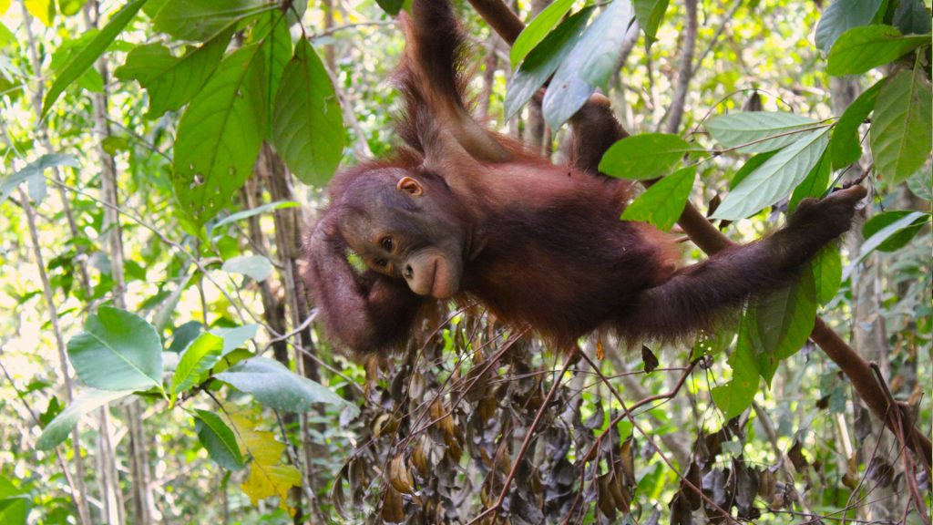 Orang-Utan-Junge Galaksi in der BOS Waldschule