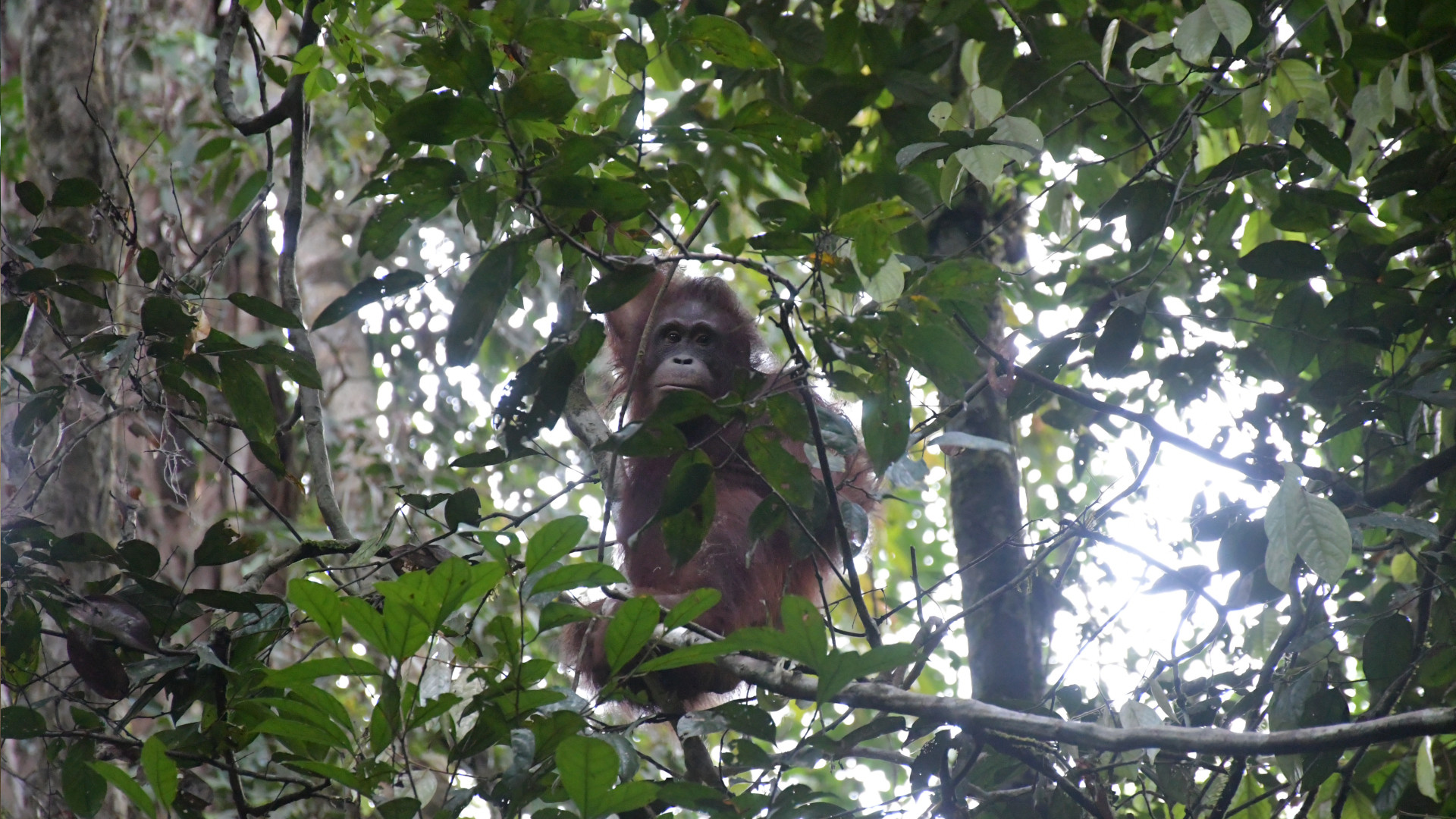 Orang-Utan-Weibchen Susanne im Regenwald