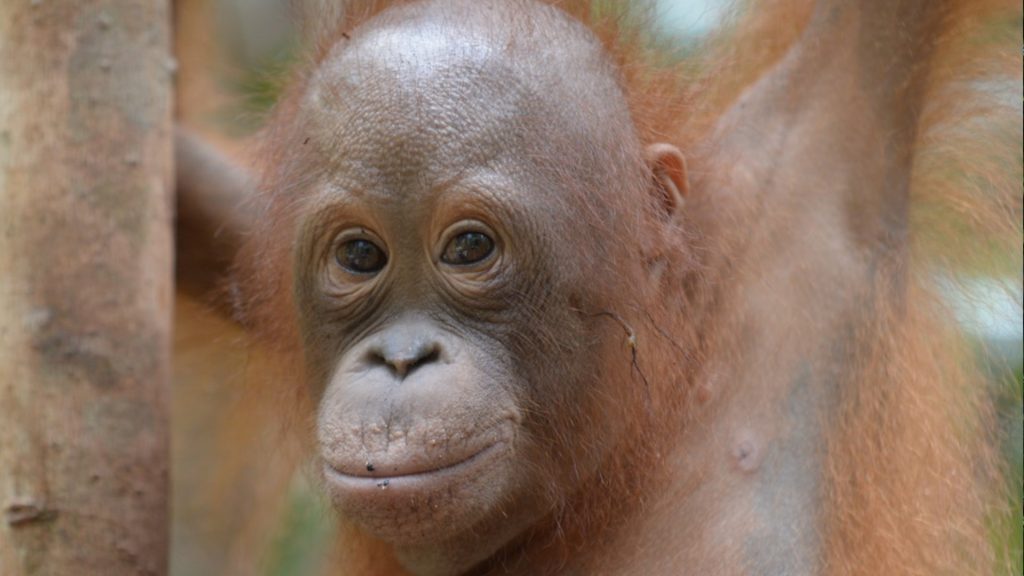 Orang-Utan-Weibchen Susanne in der BOS-Waldschule