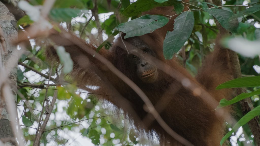 Orang-Utan-Weibchen Susanne im Regenwald