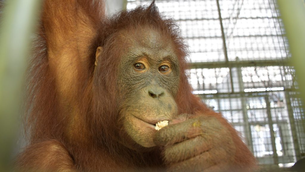 Orang-Utan-Weibchen Susanne