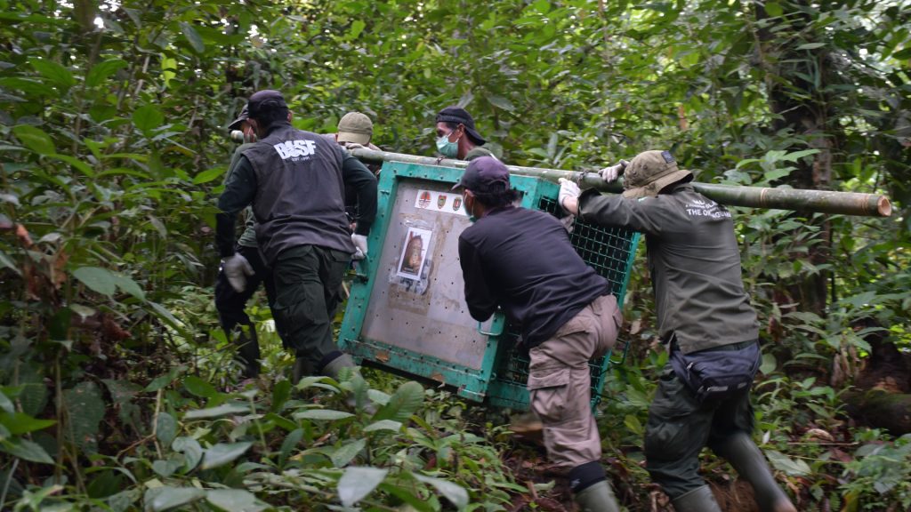 Auswilderungs-Transportbox Orang-Utan im Regenwald