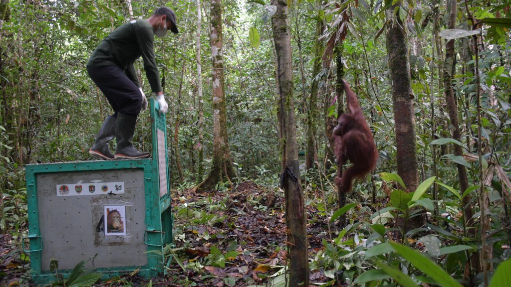 Auswilderung im Regenwald von Orang-Utan-Weibchen Susanne