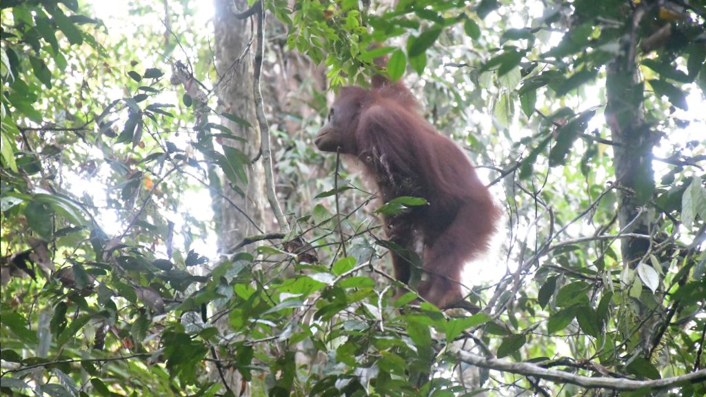 Orang-Utan-Weibchen Susanne im Regenwald