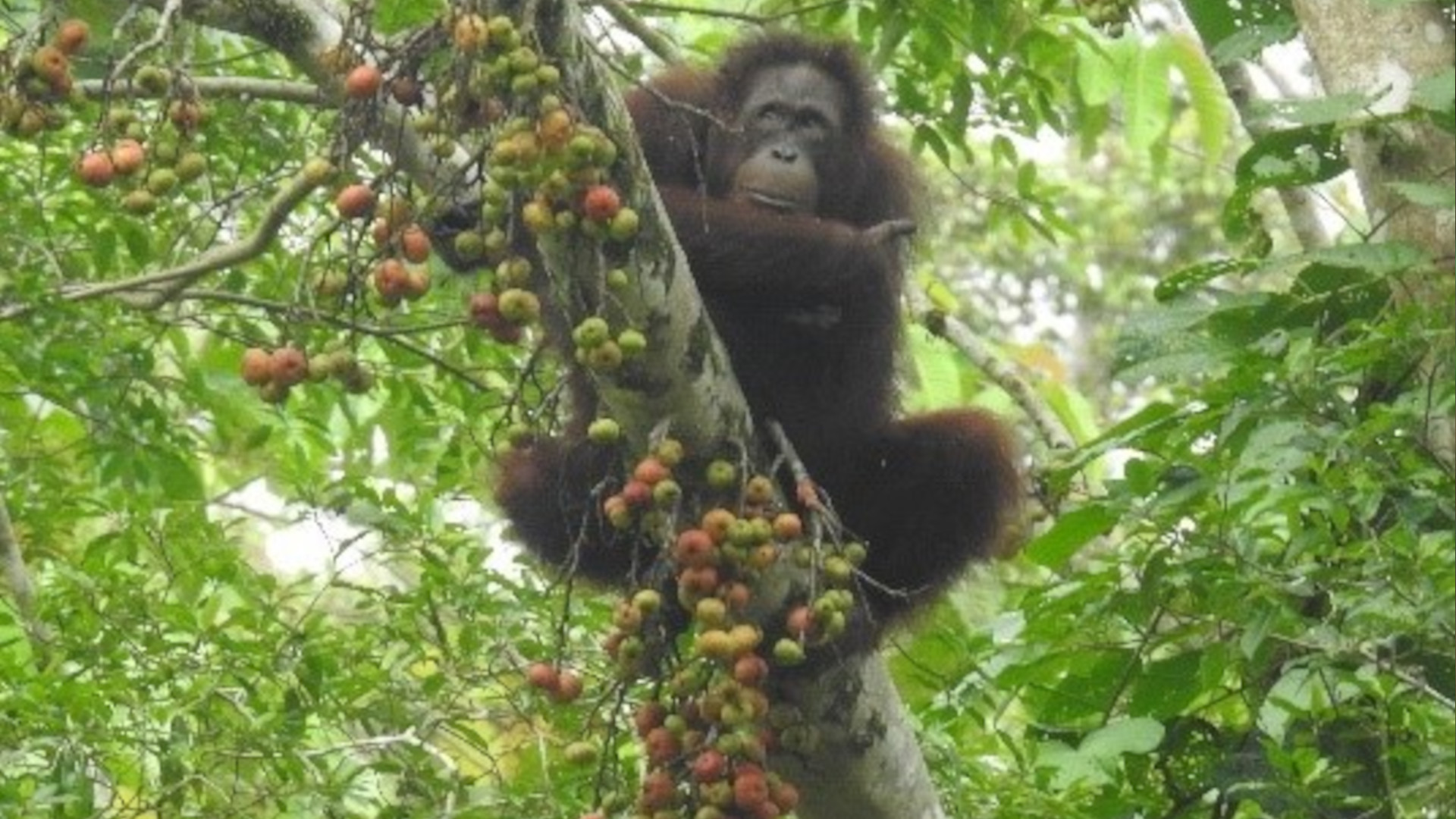 Orang-Utan im Regenwald auf einem Feigenbaum voller Früchte