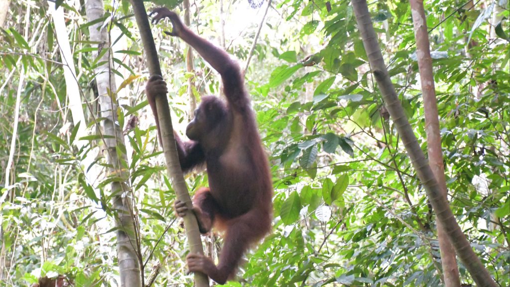 Orang-Utan im Regenwald