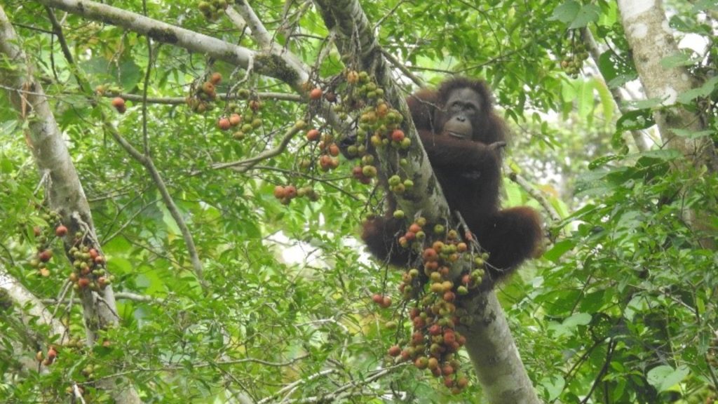 Orang-Utan im Regenwald auf einem Feigenbaum voller Früchte