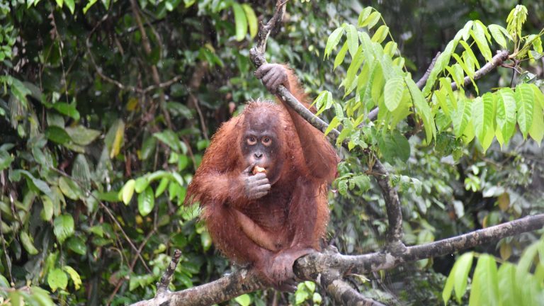 Orang-Utan Taymur auf BOS Vorauswilderungsinsel