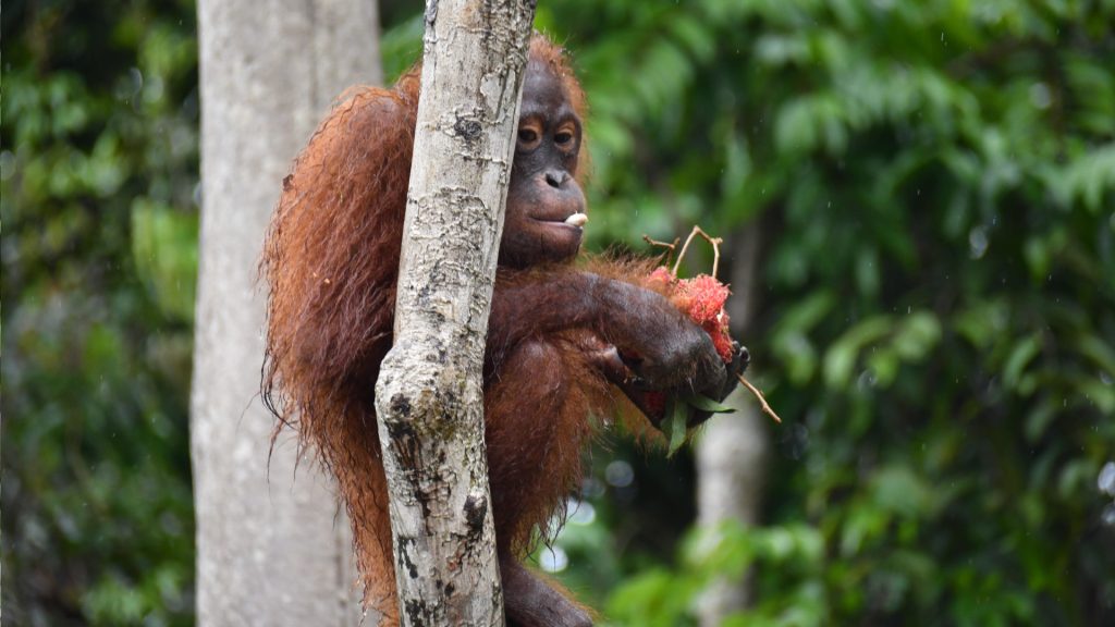 Orang-Utan Taymur auf BOS Vorauswilderungsinsel