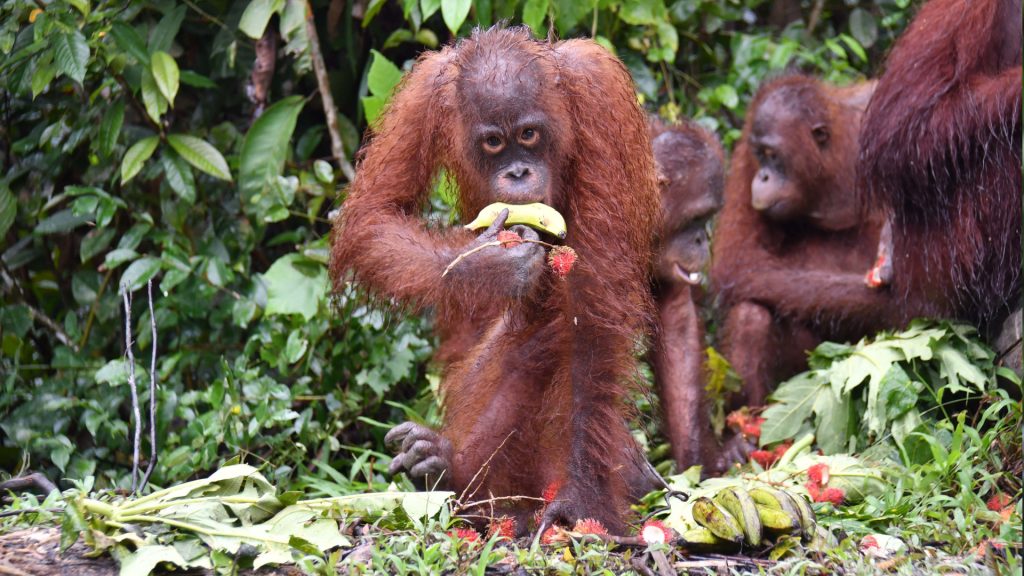 Orang-Utan Taymur auf BOS Vorauswilderungsinsel