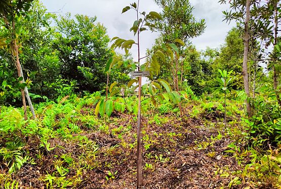 Waldhirsch Marketing GmbH - getaggter Baum