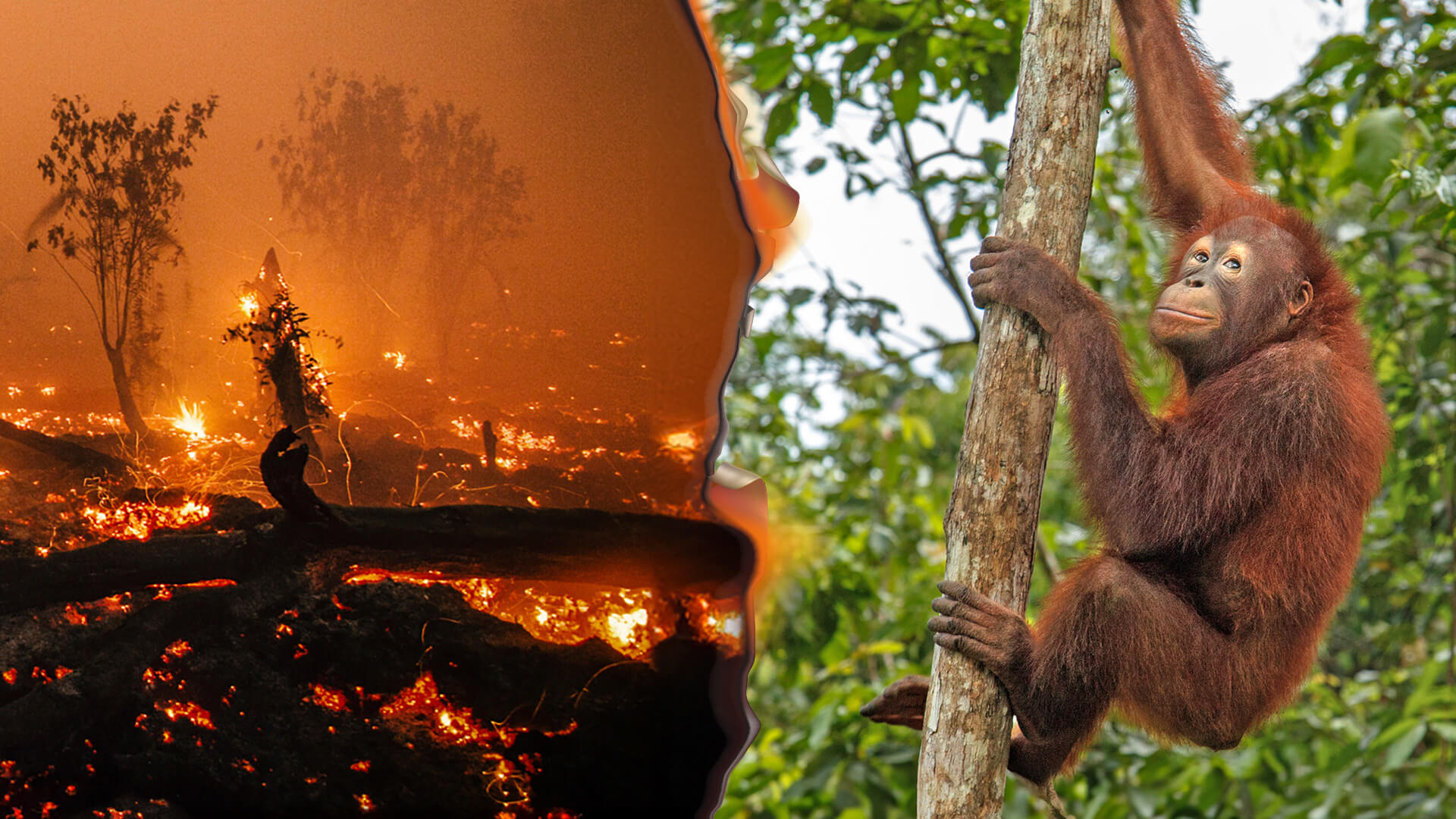 Orang-Utan mit Babysitterin