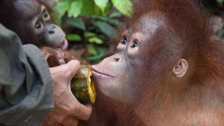 Orang-Utan Enrichment