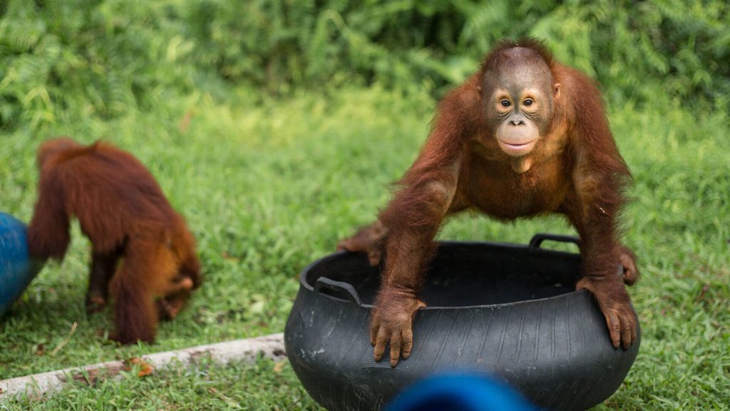 Orang-Utan Valentino auf dem Spielplatz in der Waldschule