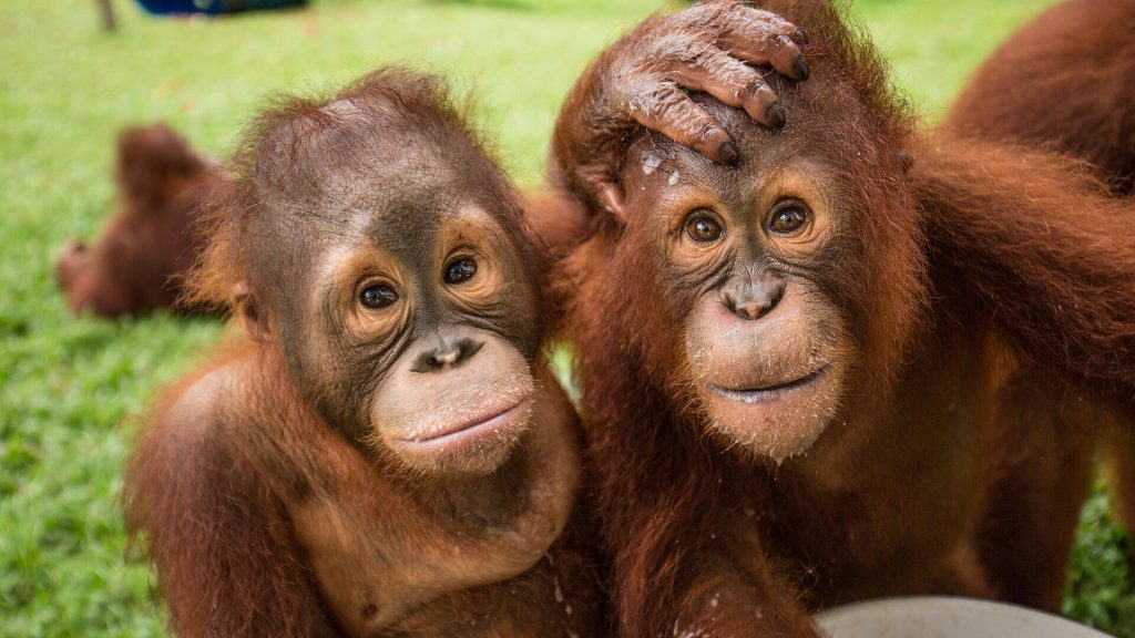 Orang-Utan Valentino in der Waldschule