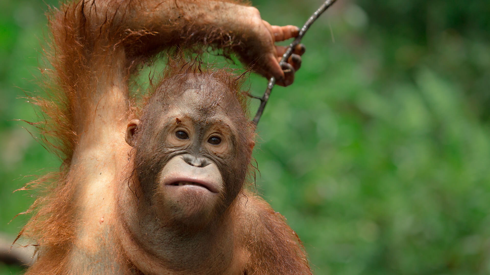 Orangutan Jungle School Held Orang-Utan Valentino