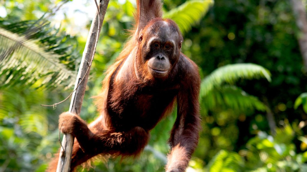 Orang-Utan Valentino an der Walduniversität