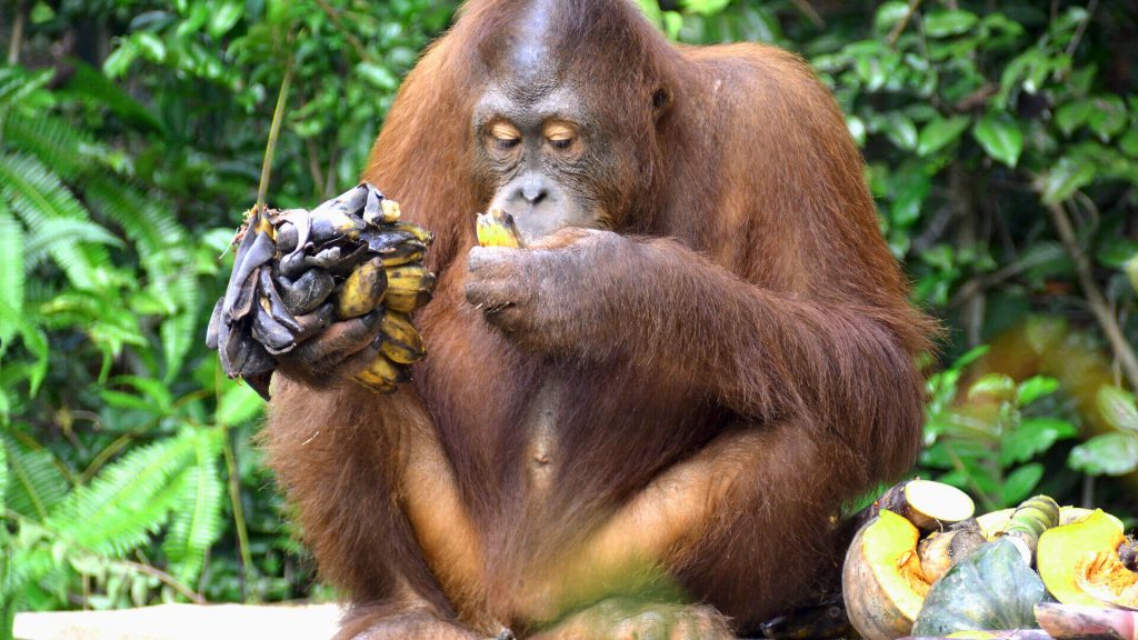 Orang-Utan Valentino bedient sich bei den Zufütterungsplattformen.