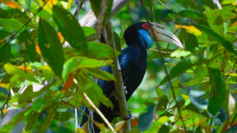 Furchenhornvogel