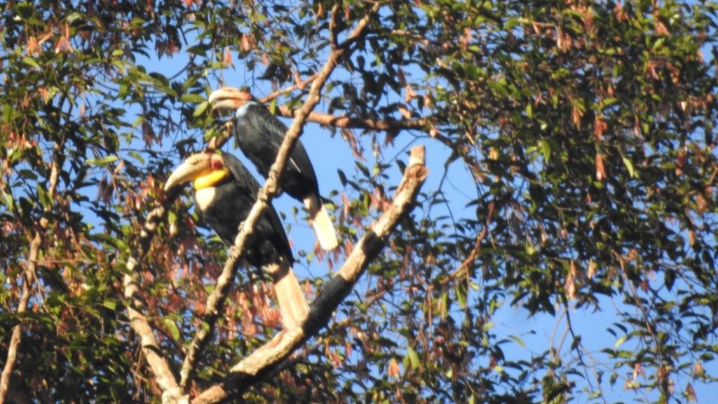 Furchenhornvögel auf Borneo